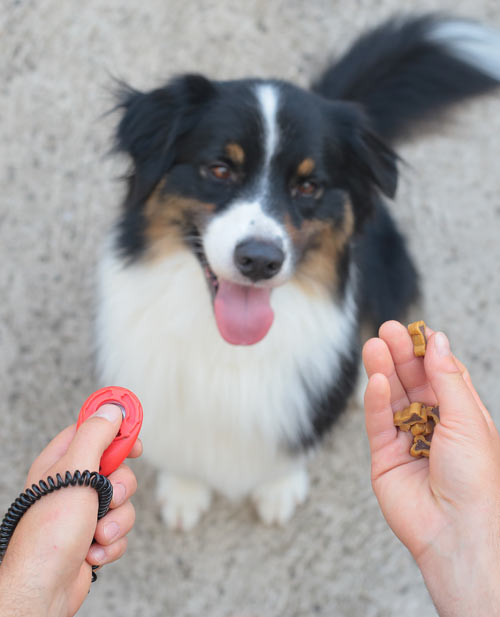 A puppy being trained with a clicker