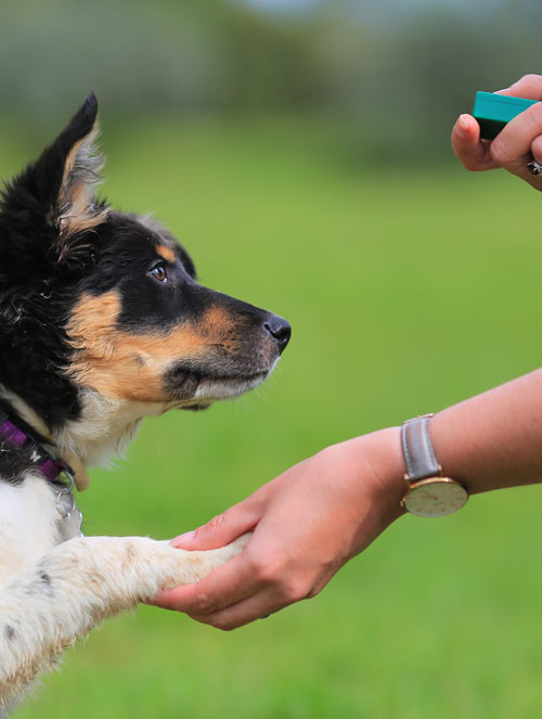 A puppy being trained with a clicker