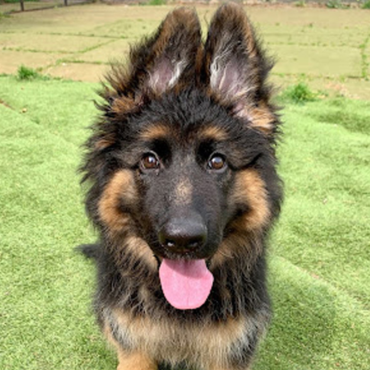 Portrait of German Shephard puppy