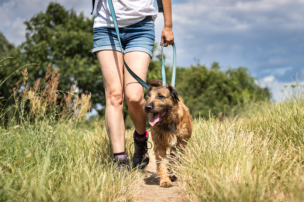 Person walking a happy dog on a grassy path, enjoying outdoor activities in nature.