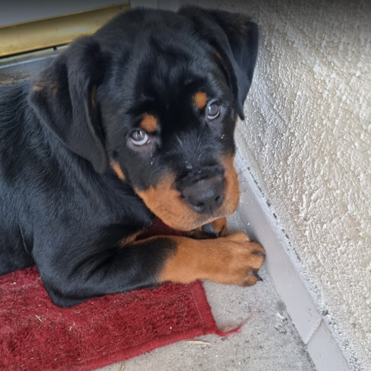 Portrait of Rottweiler puppy