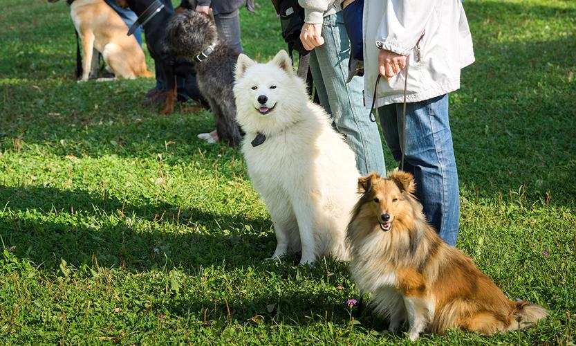 Engagement training in dogs In this blog, we’ll explore the concept of engagement training, how it works, and why it’s a crucial element in training your dog.