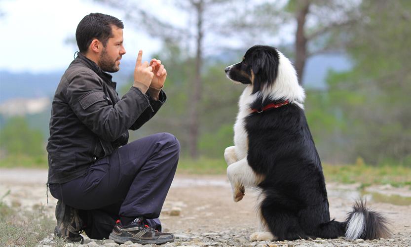 Impulse Control Training - The Key to a Well-Behaved Dog Impulse control is an essential part of dog training that helps your dog learn to manage their reactions to different stimuli and situations. 