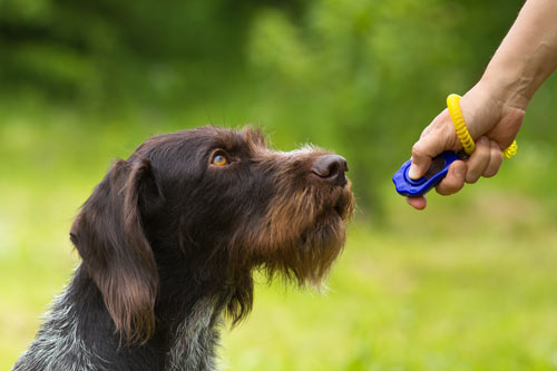 The Informative Path to Clicker Train Your Dog Are you looking for an effective and positive way to train your dog? Clicker dog training might just be the answer you've been searching for. This method of training is not only gentle and reward-based but also highly effective in teaching your furry friend basic commands. In this guide, we will walk you through the informative path to clicker train your dog for a well-behaved and obedient companion