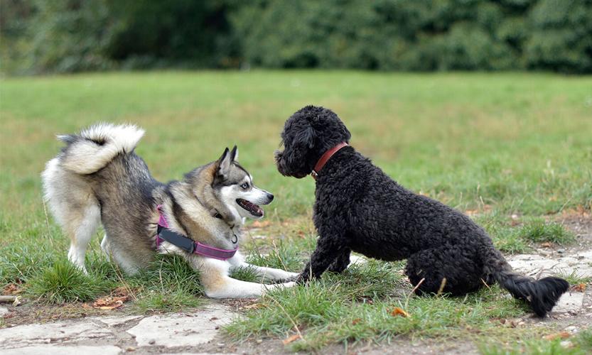 Understanding Dog Body Language Dogs communicate primarily through their body language, and being able to read these signals can improve training as a whole.