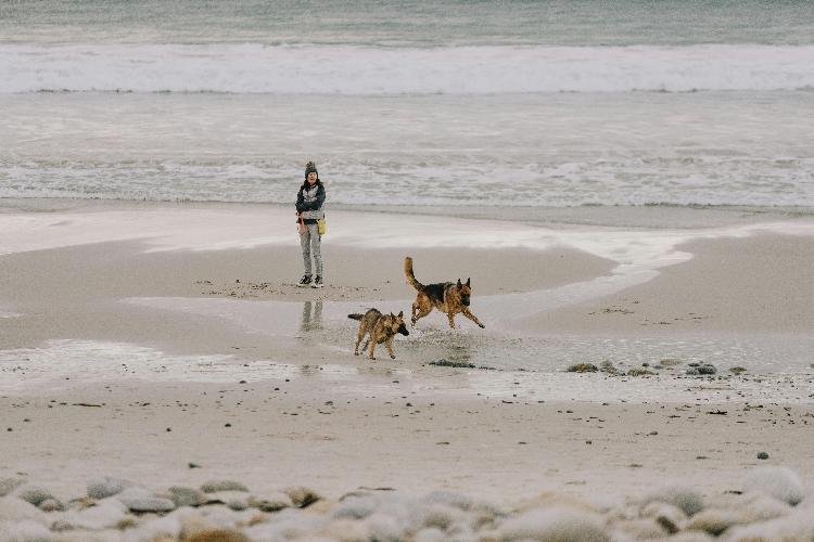 Ensuring Safety When Friendly Dogs Approach Leashed Dogs When out for a stroll with your dog, you might encounter other dogs, some of whom are off-leash. While your dog’s friendly nature is a wonderful trait, it’s crucial to manage these interactions carefully, especially if your dog is on a lead. In this blog post, we will explore why it’s essential to be cautious when friendly dogs approach leashed dogs, the potential dangers of such encounters, and how South East London Dog Training can assist in managing these situations effectively.