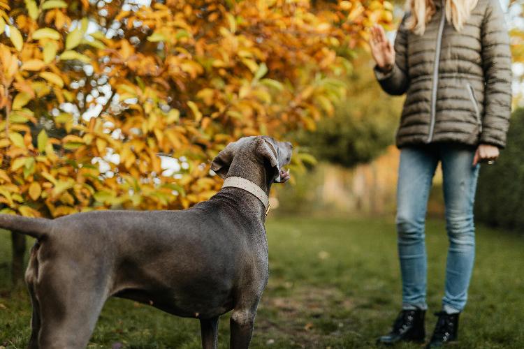 Focus In Dog Training - How JanB Dog Training In South East London In the journey of dog training, achieving and maintaining focus is crucial for developing a well-behaved and responsive canine companion. Focus is not just about getting your dog’s attention; it’s about ensuring they stay engaged and responsive throughout various training activities. This is where the expertise of a professional dog trainer can make all the difference. 