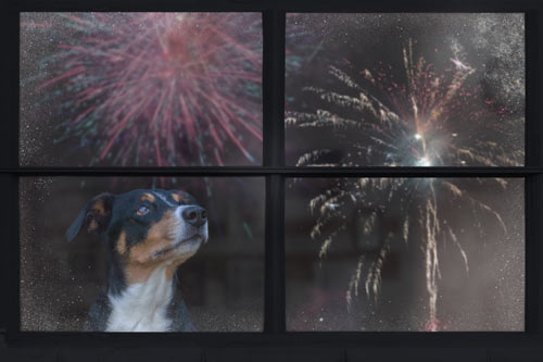 Coping with firework-induced stress: A pet parent's survival guide for New Year's Eve New Year's Eve is a time for celebration, reflection, and of course, firework displays. Whilst humans may enjoy the loud bangs and colourful explosions, our furry friends may not be as enthusiastic. Fireworks can be a major source of stress and anxiety for pets, causing them to become fearful and agitated. As pet parents, it's important for us to understand how to manage this firework-induced stress and help our beloved companions cope with the festivities of New Year's Eve. In this blog, we'll provide a survival guide to help you and your pets navigate through the loud noises and bright lights of firework displays. 