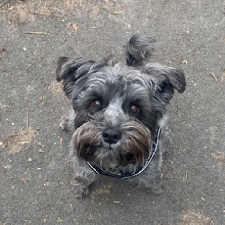 Portrait of grey Schnauzer