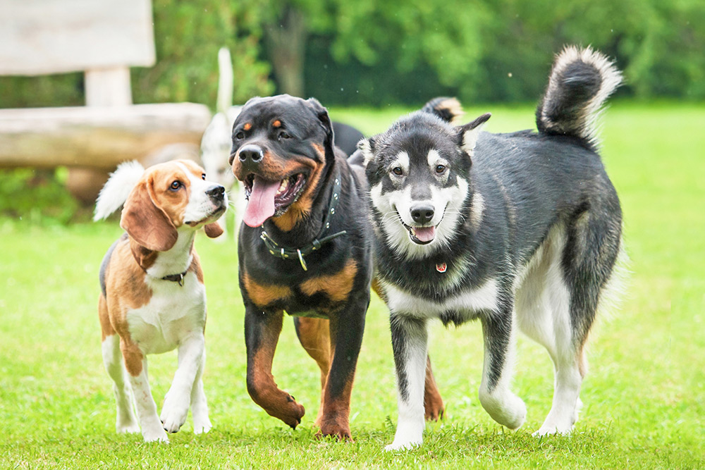 Group of dogs Beagle, Rottweiler and Husky