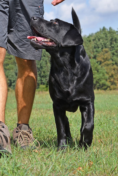 An obedient dog with its owner