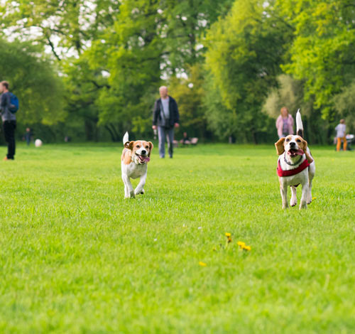 Dogs in a park