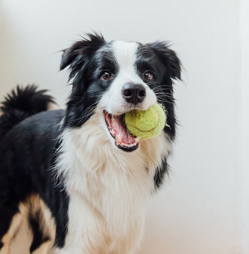 A dog with a toy