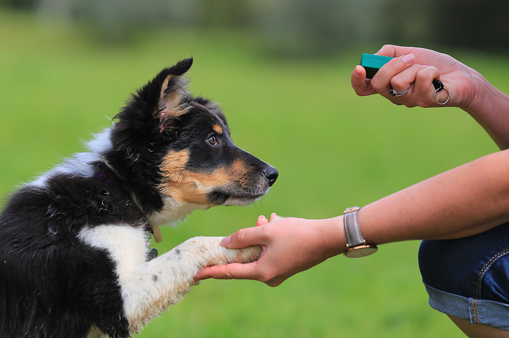 Puppy with paw in trainer's hand